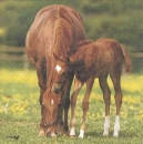 Serviette Pferd mit Fohlen (Foto)